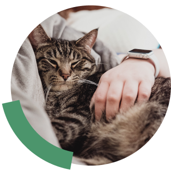 cat is sleeping in human arm